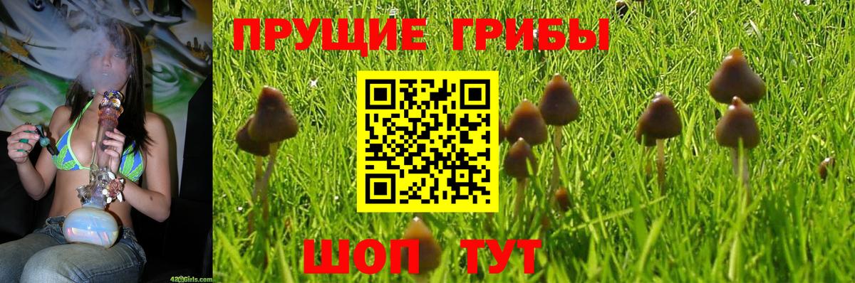Псилоцибиновые грибы мухоморы Кизляр
